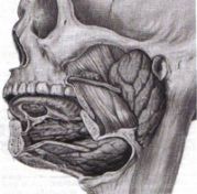 Tavola anatomica ghiandole salivari maggiori